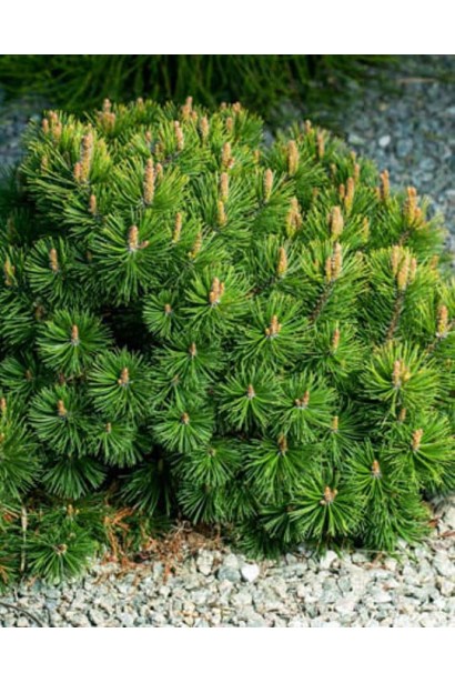 Сосна гірська Бенджамін форма